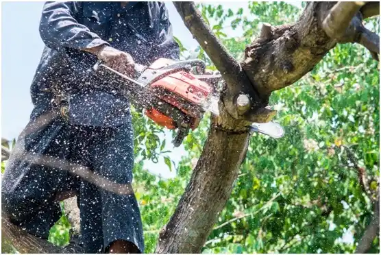 tree services North Fond du Lac